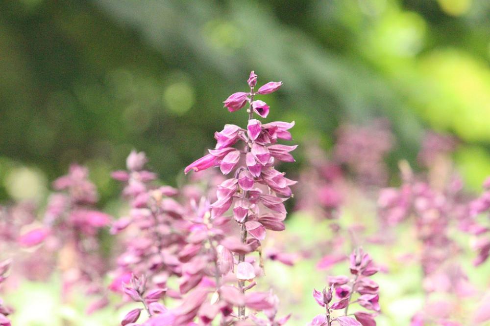 Flower Nature Environment Flora Botany Flower Nature Environment Flora Botany