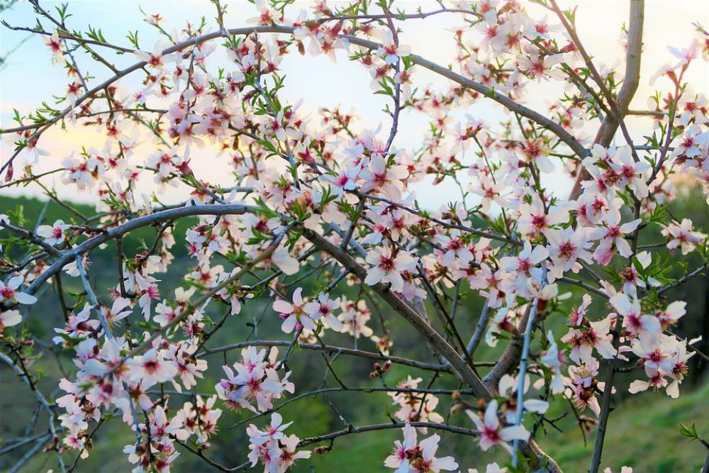Flower Nature Beautiful Spring Plant Pink Flower Nature Beautiful Spring Plant Pink