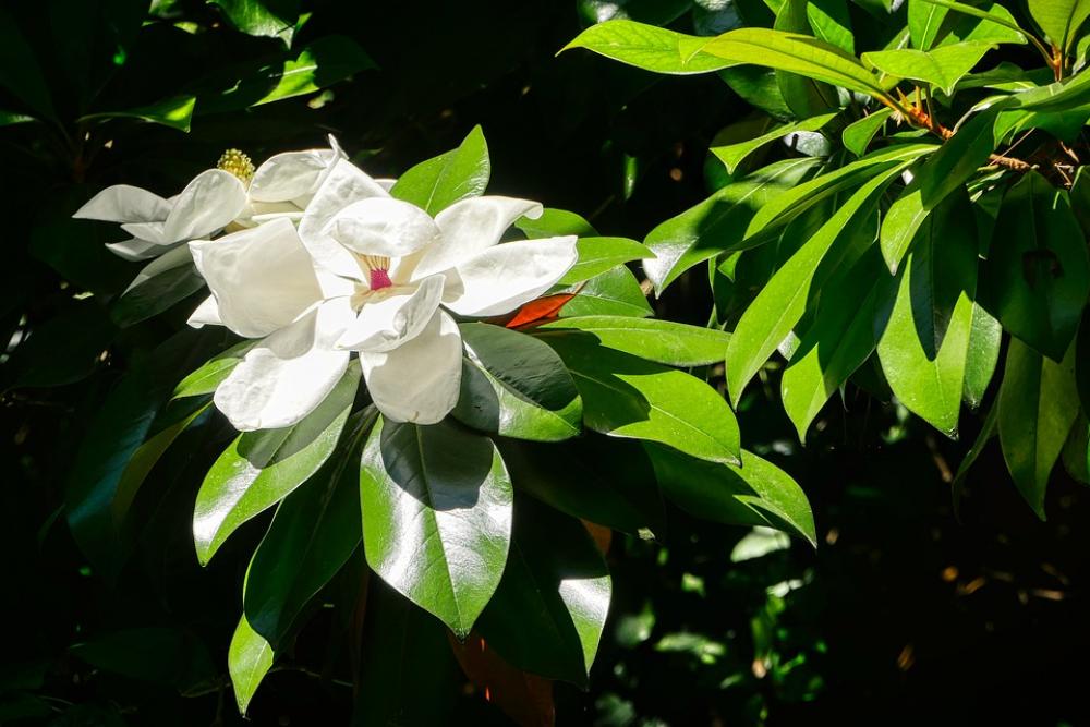 Flower White Orchid Garden Blossom Bloom Nature Flower White Orchid Garden Blossom Bloom Nature