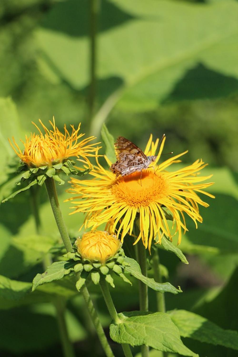 Flower Bee Insect Pollen Plant Garden Blossom Flower Bee Insect Pollen Plant Garden Blossom