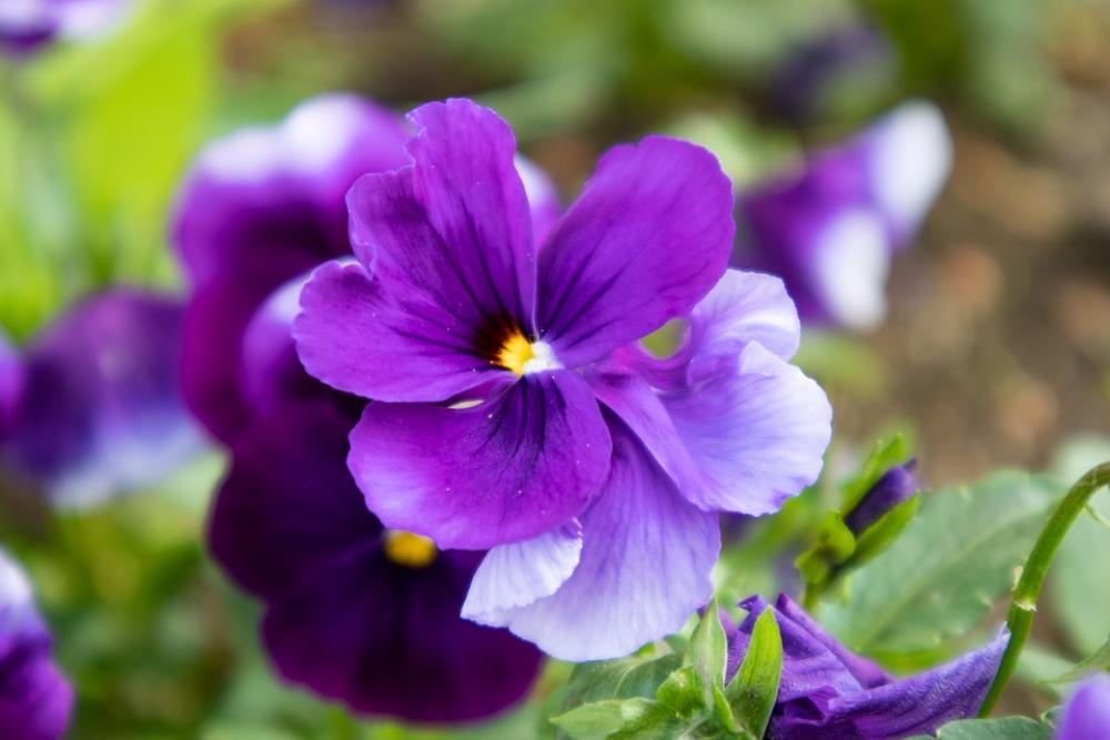 Flower Nature Blossom Summer Plant Spring Purple Flower Nature Blossom Summer Plant Spring Purple
