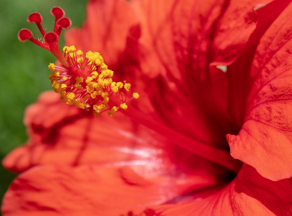 Flower Red Bloom Outside Pollen Plant Nature Flower Red Bloom Outside Pollen Plant Nature