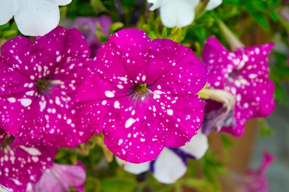 Flower Garden Close Up Petals Flower Garden Close Up Petals