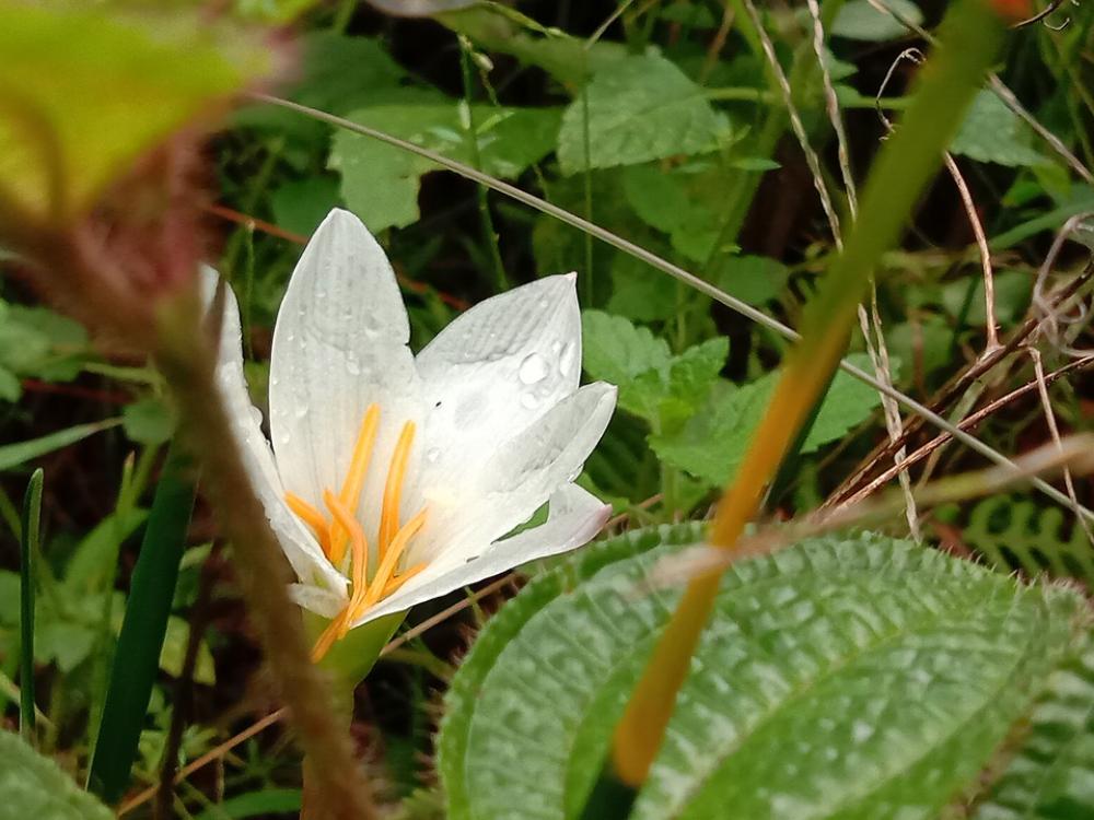 Flower Bush Nature Plant Leaves White Flower Bush Nature Plant Leaves White