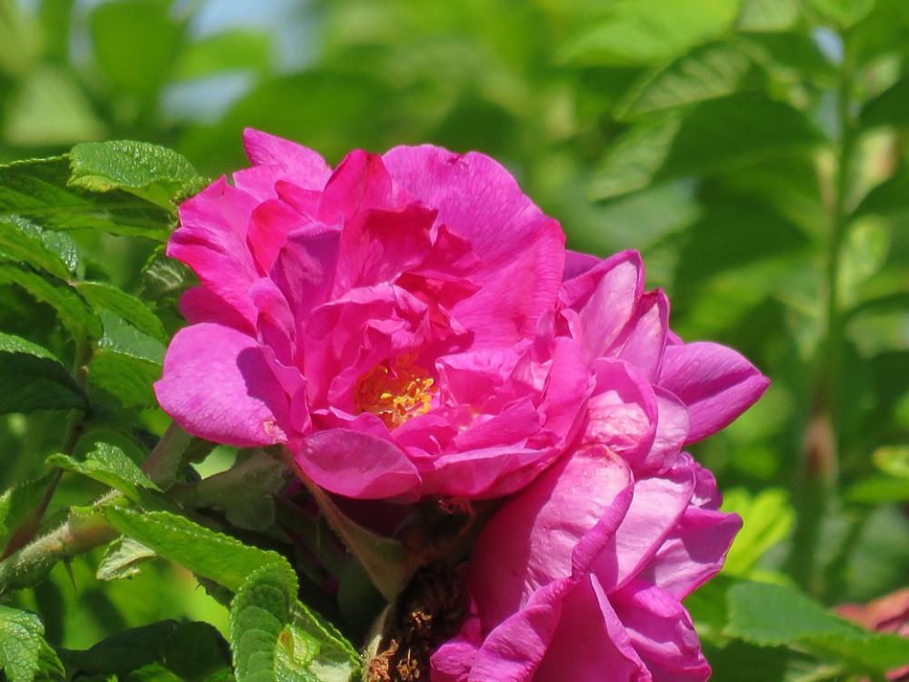Flower In The Summer Of Pink Bush Flower In The Summer Of Pink Bush