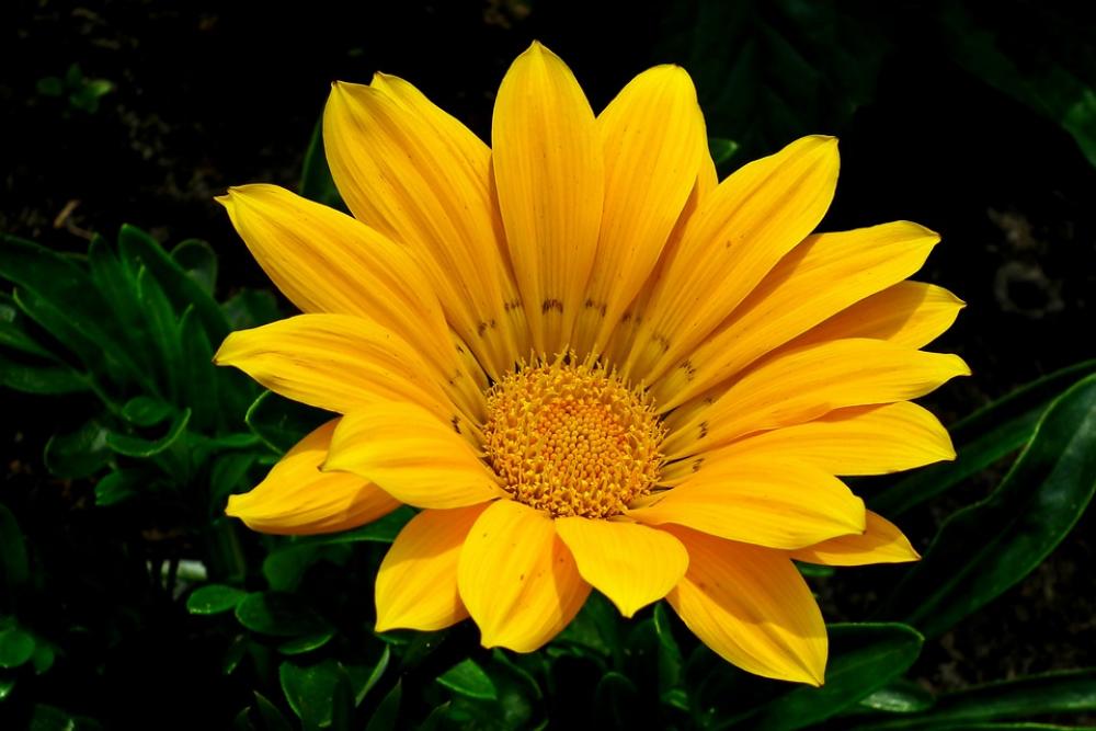 Flower Yellow Summer Garden Nature The Petals Flower Yellow Summer Garden Nature The Petals