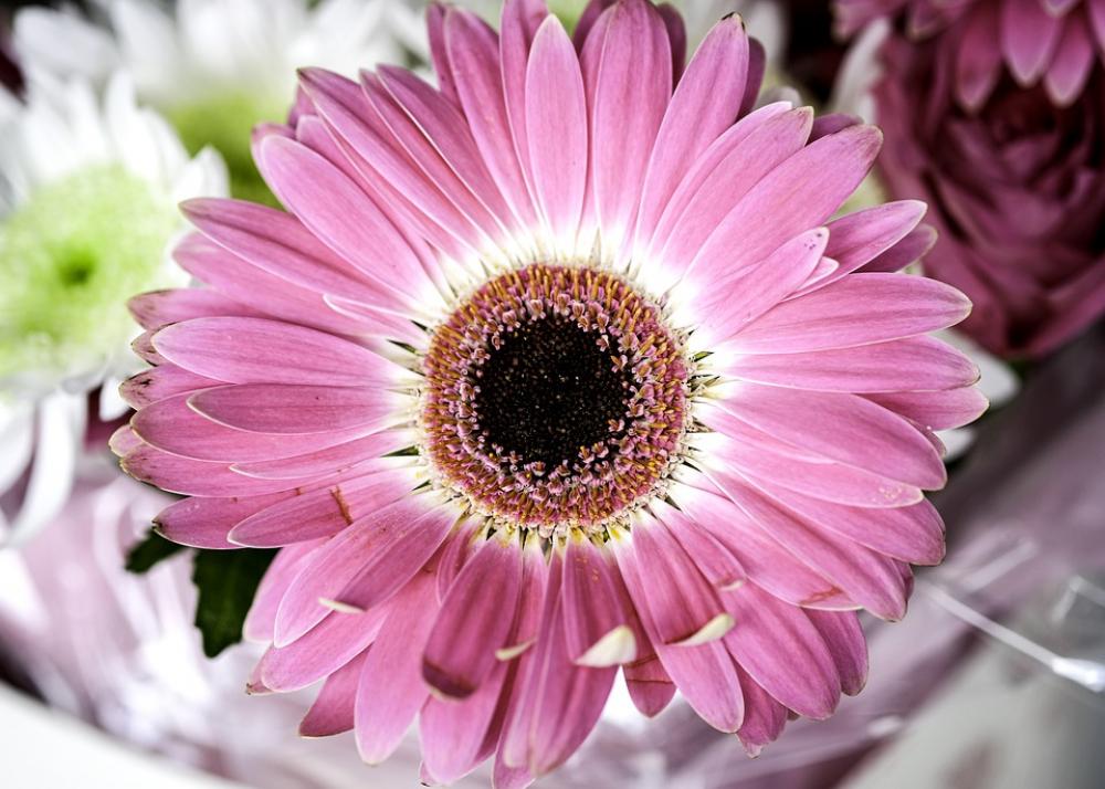 Flower Blossom Dahlia Daisy Bloom Petals Plant Flower Blossom Dahlia Daisy Bloom Petals Plant