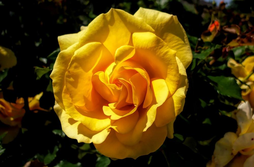 Flower Flora Yellow Nature Flower Flora Yellow Nature