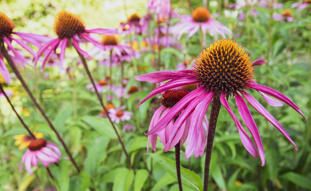 Flower Garden Nature Summer Natural Garden Outdoor Flower Garden Nature Summer Natural Garden Outdoor