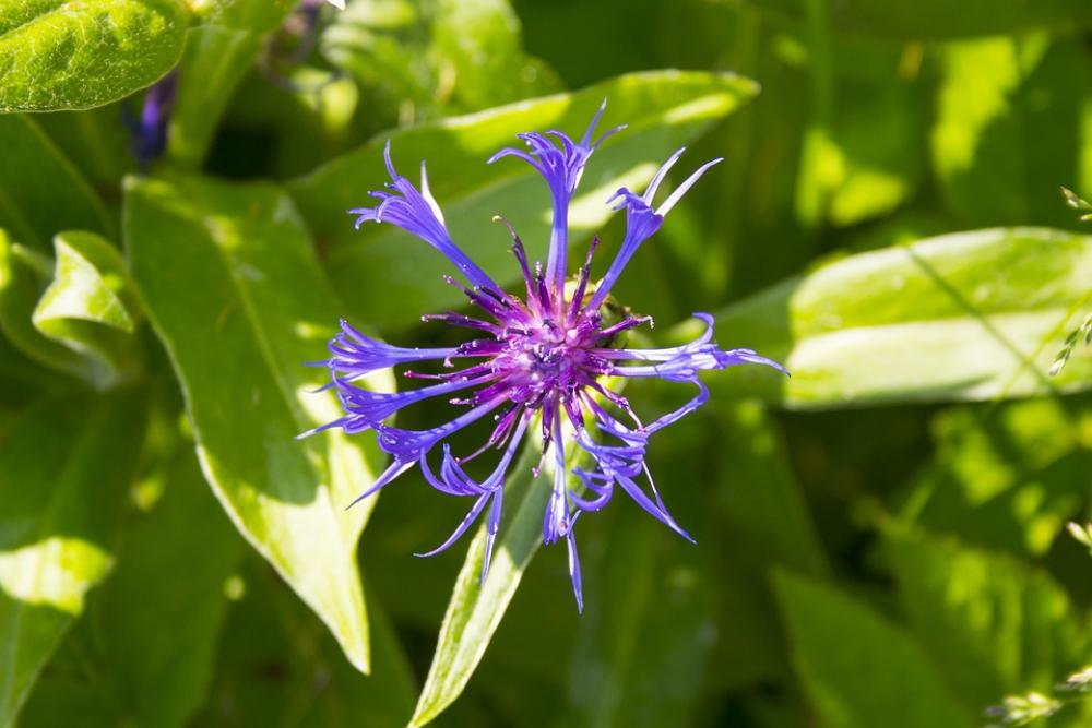 Flower Garden Nature Blossom Bloom Summer Flower Garden Nature Blossom Bloom Summer