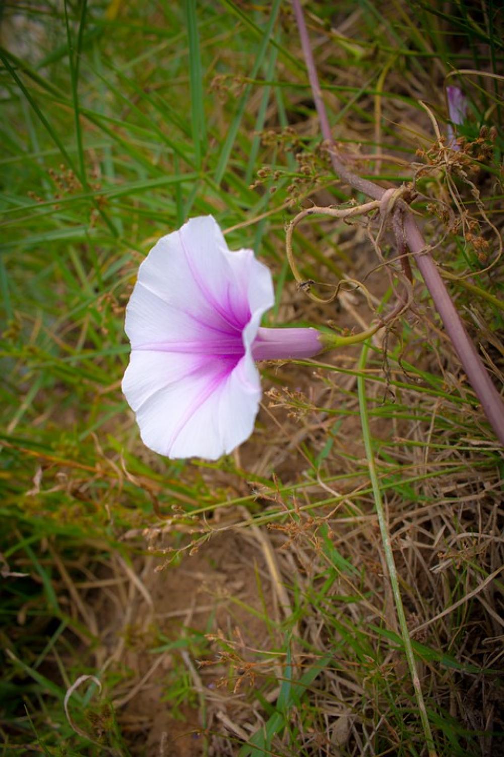 Flower Ipomoea Violacea Europe Beach Moonflower Flower Ipomoea Violacea Europe Beach Moonflower