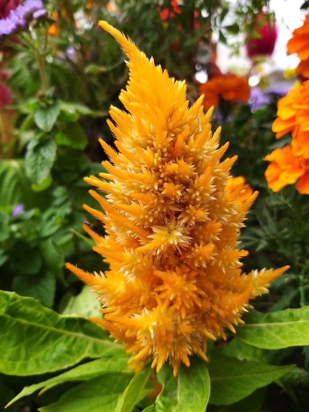Flower Yellow Colorful Summer July Sunny Day Flower Yellow Colorful Summer July Sunny Day