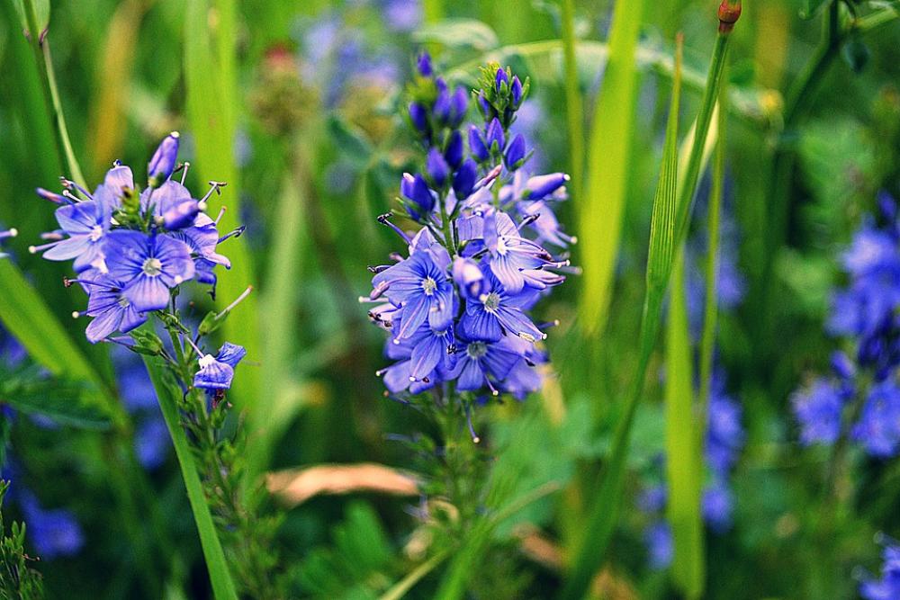 Flowers Purple Nature Plant Blossom Spring Flora Flowers Purple Nature Plant Blossom Spring Flora