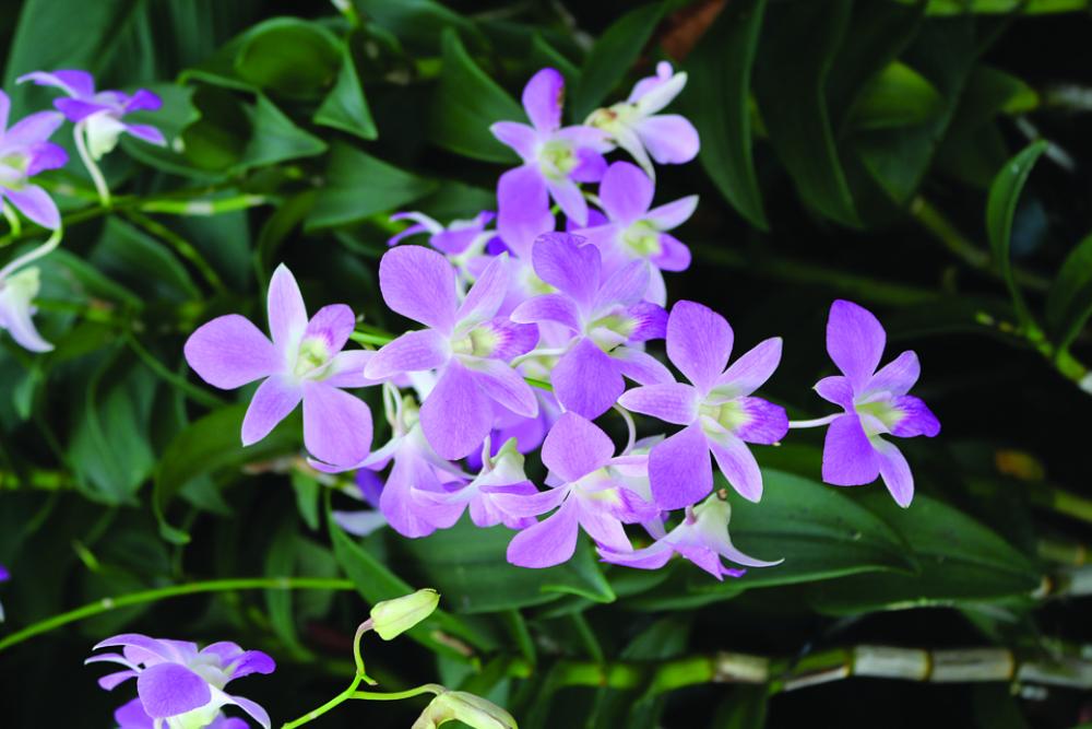 Flowers Garden Spring Bloom Flowers Garden Spring Bloom