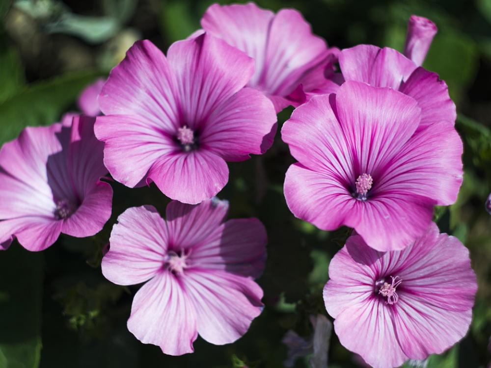 Flowers Pink Nature Bloom Flower Petals Flowers Pink Nature Bloom Flower Petals