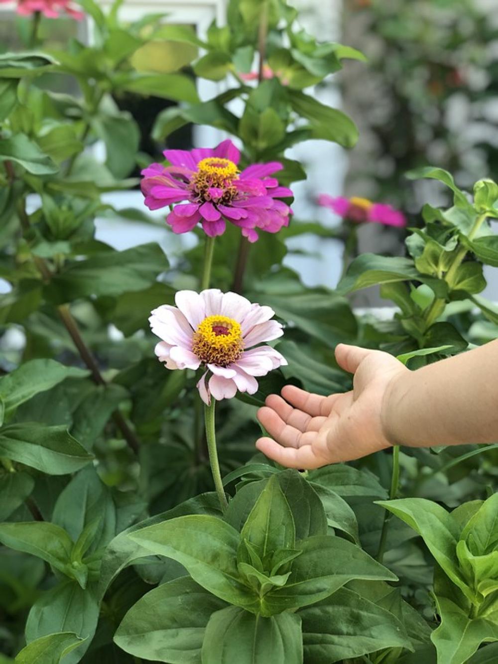 Flowers Kids Hand Summer Pink Baby Flowers Kids Hand Summer Pink Baby