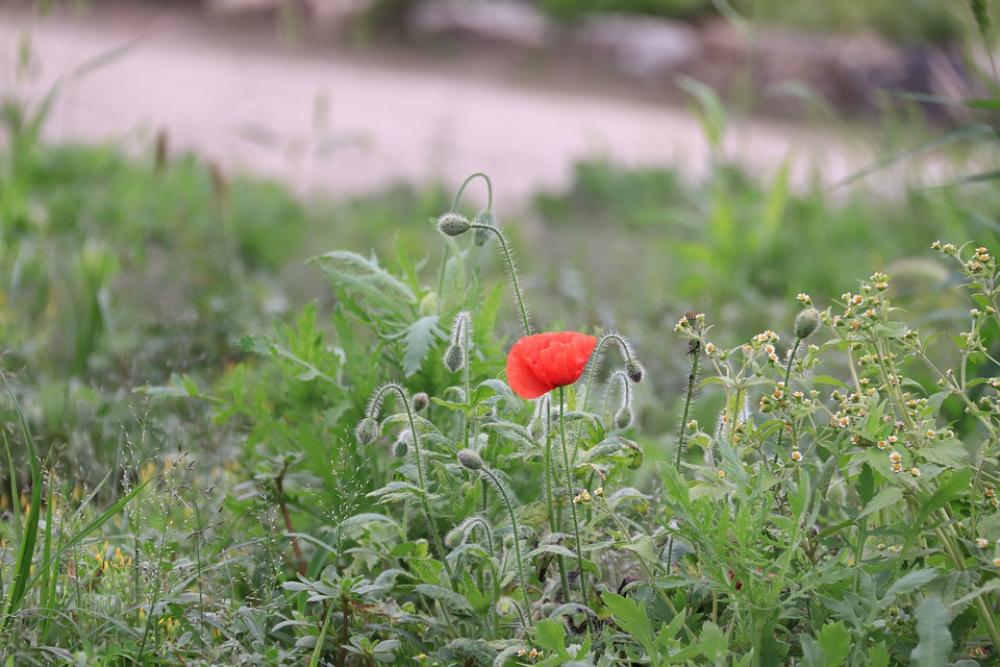 Flowers Blooming Blossom Bloom Nature Summer Flowers Blooming Blossom Bloom Nature Summer