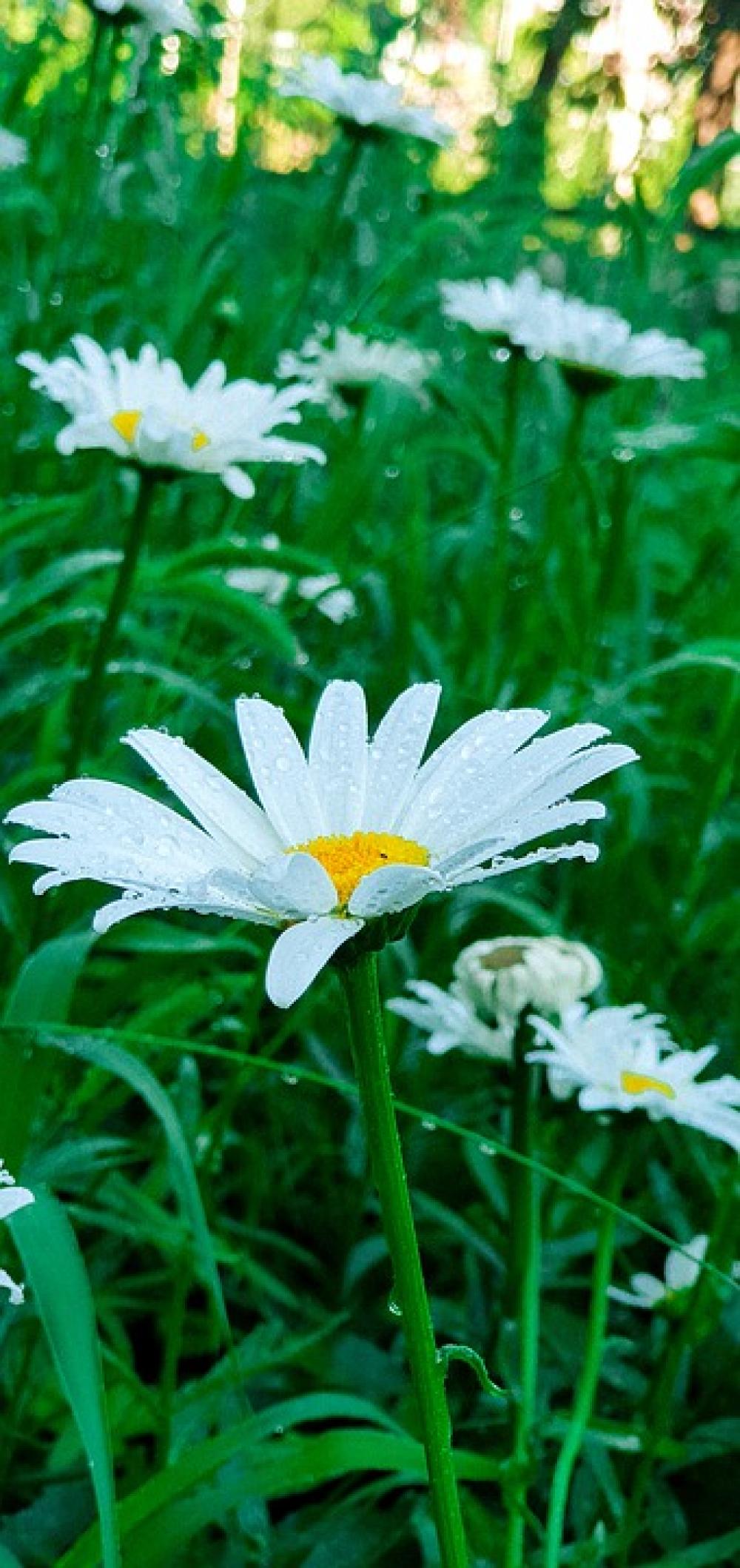 Flowers Chamomile Greens Flowers Chamomile Greens