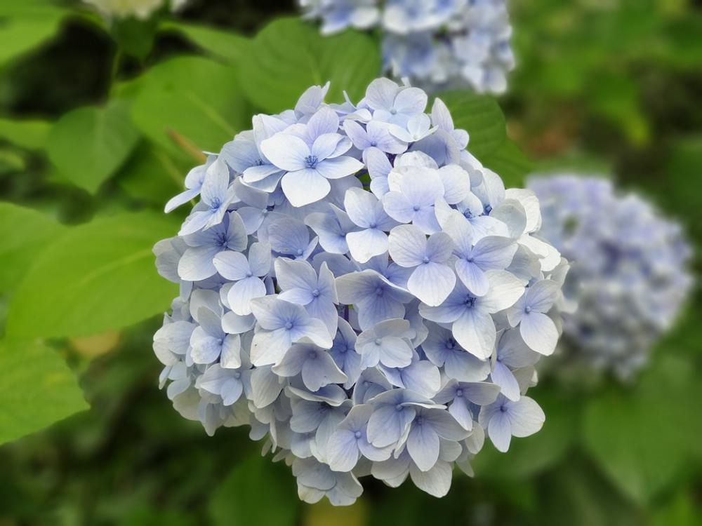 Flowers Hydrangea Nature Plants Garden Petal Flowers Hydrangea Nature Plants Garden Petal