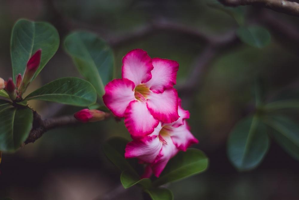 Flowers Cho Bouquet Pink Nature Leaves Flowers Cho Bouquet Pink Nature Leaves