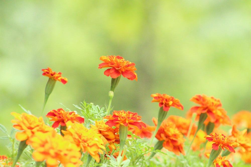 Flowers Nature Plant Bloom Flora Flowers Nature Plant Bloom Flora