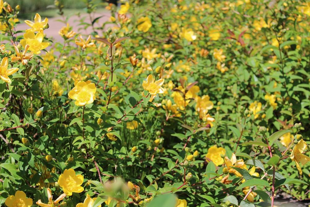 Flowers Yellow Flower Nature Spring Plants Garden Flowers Yellow Flower Nature Spring Plants Garden