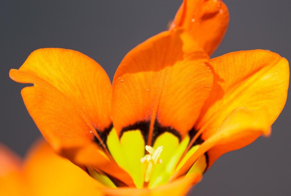 Flowers Macro Petals Floral Flora Flowers Macro Petals Floral Flora