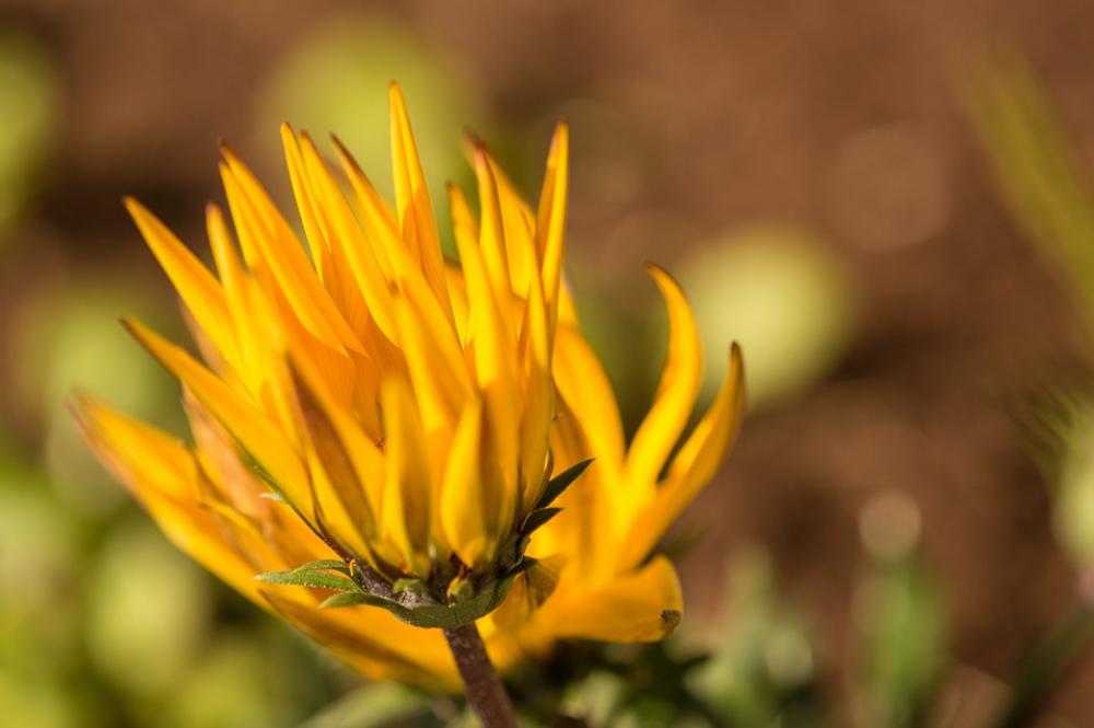 Flowers Nature Summer Garden Flowers Nature Summer Garden