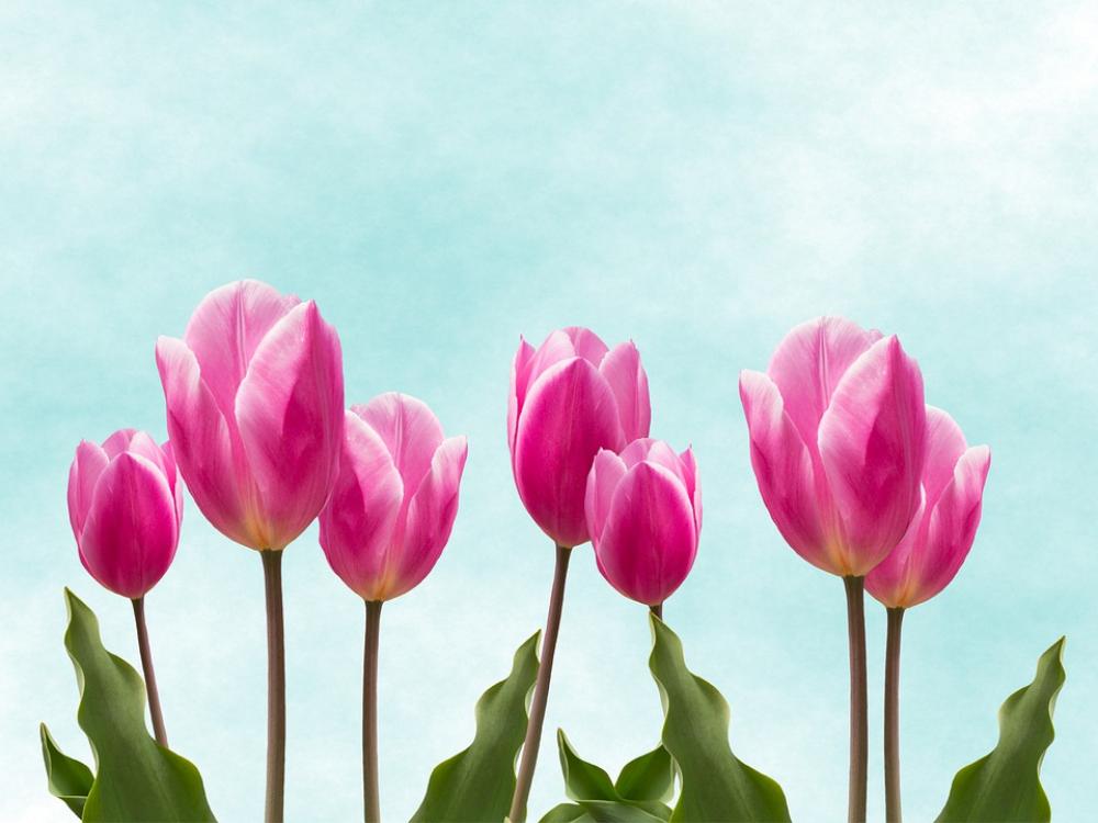 Flowers Nature Tulips Beautiful Garden Pink Flowers Nature Tulips Beautiful Garden Pink