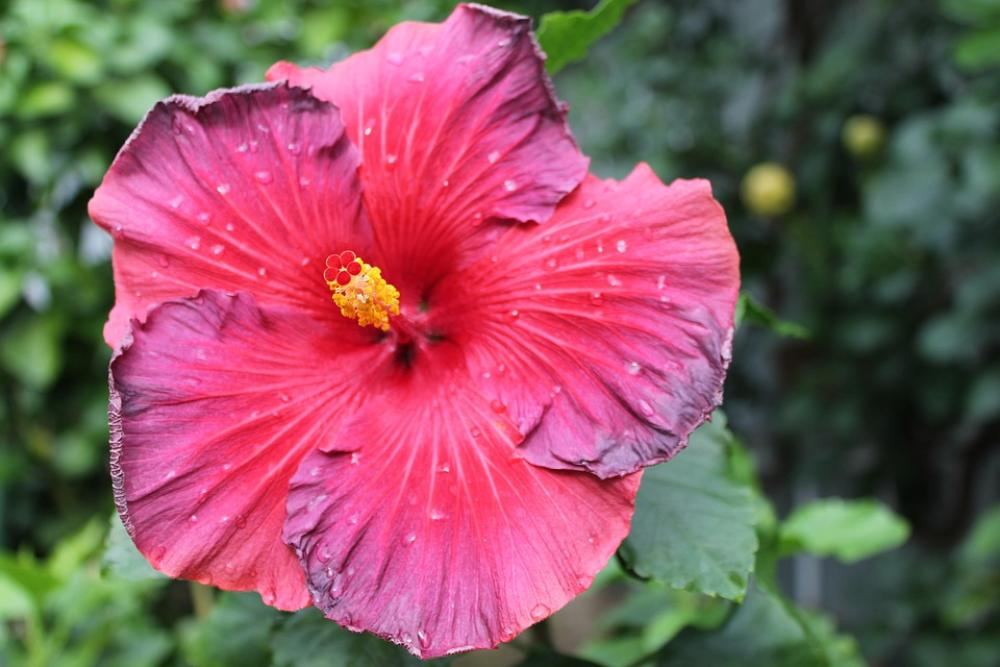 Flowers Bloom Nature Flowers Bloom Nature