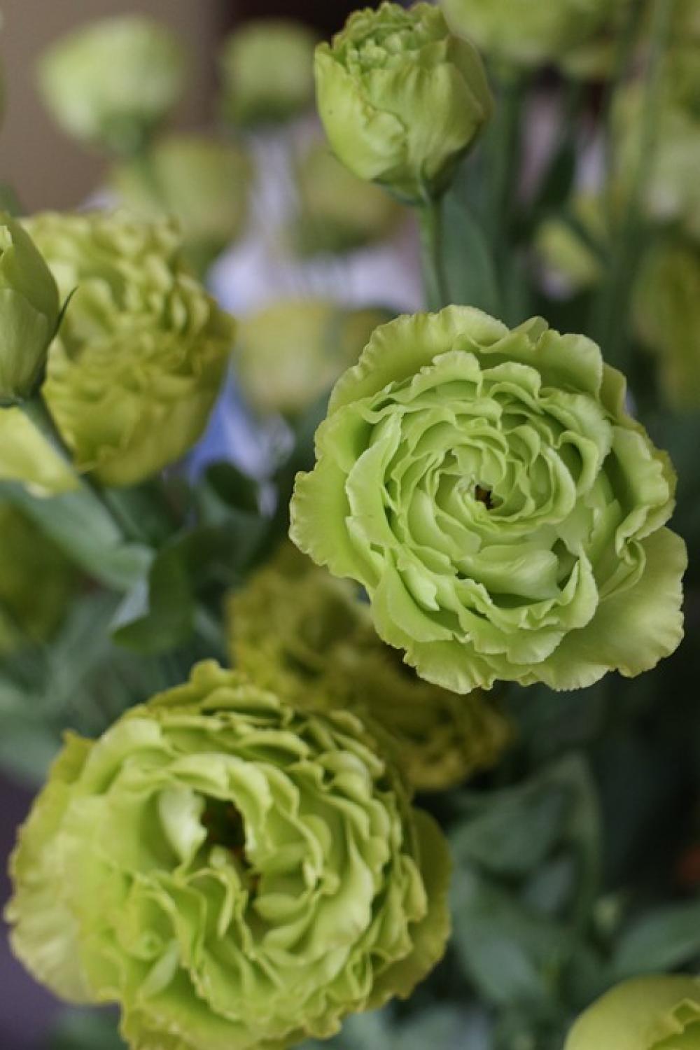 Flowers Bouquet Eustoma Green Flowers Bouquet Eustoma Green