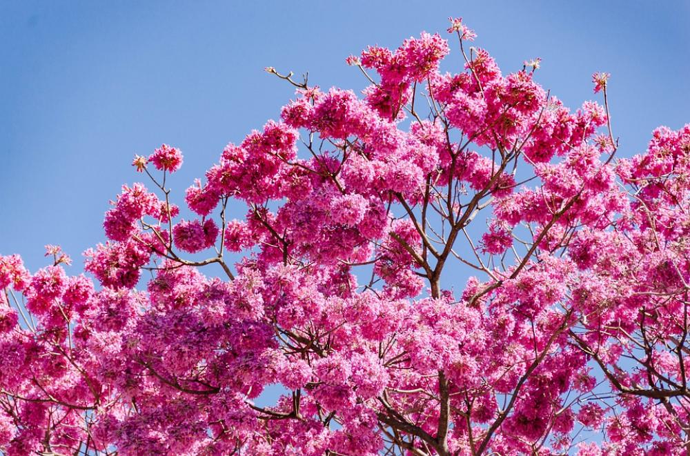 Flowers Spring Nature Flower Plant Flora Love Flowers Spring Nature Flower Plant Flora Love