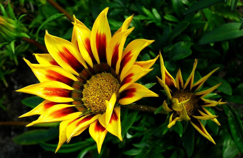 Flowers Colorful Nature The Petals Summer Flowers Colorful Nature The Petals Summer
