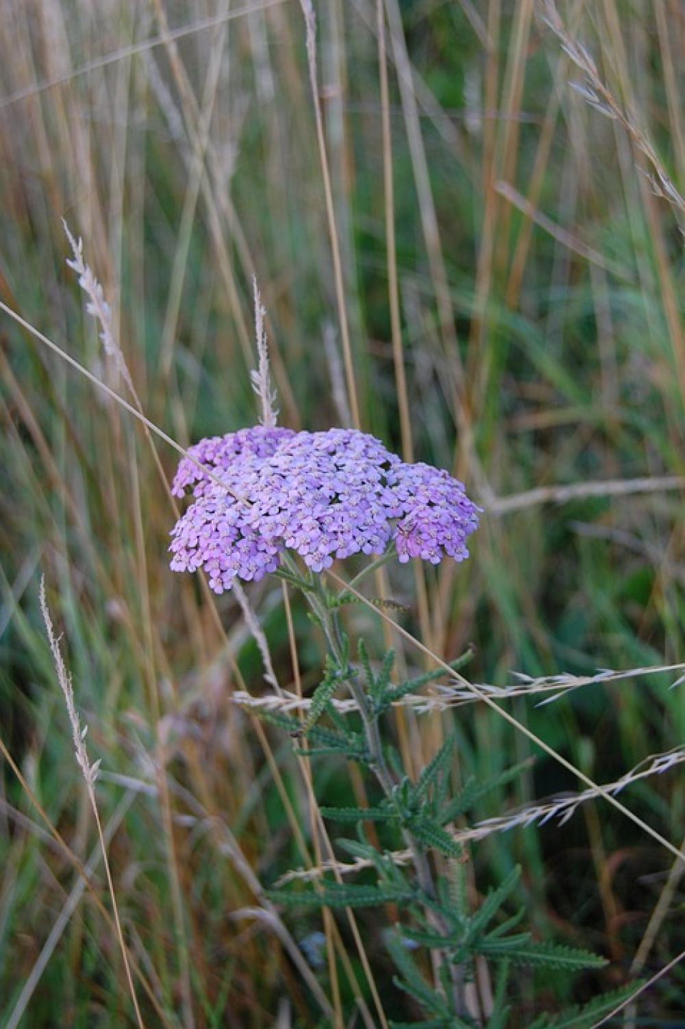 Flowers Umbel Purple Wild Plain Fields Summer Flowers Umbel Purple Wild Plain Fields Summer