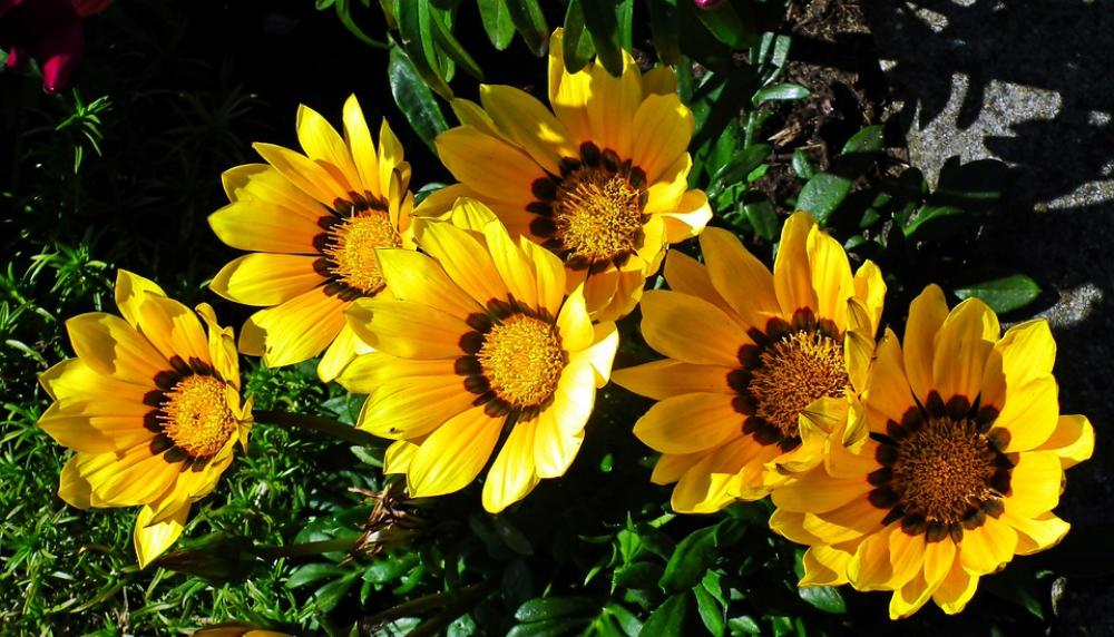 Flowers Yellow Summer Nature Garden Beautiful Flowers Yellow Summer Nature Garden Beautiful