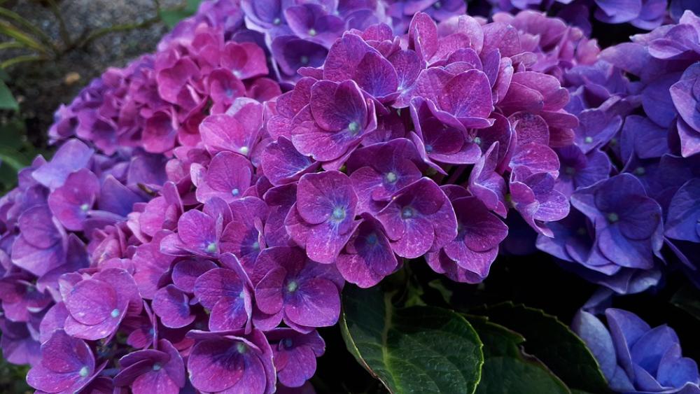 Flowers Summer Nature Spring Plant Petals Flowers Summer Nature Spring Plant Petals