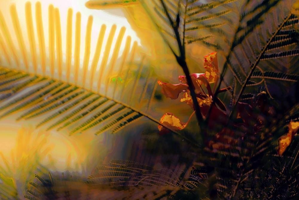 Flowers Nature Bloom Summer Flora Spring Light Flowers Nature Bloom Summer Flora Spring Light