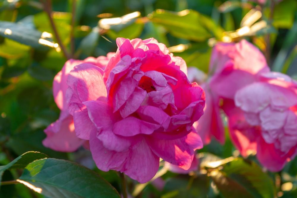 Flowers Roses Nature Romantic Flora Flower Bloom Flowers Roses Nature Romantic Flora Flower Bloom