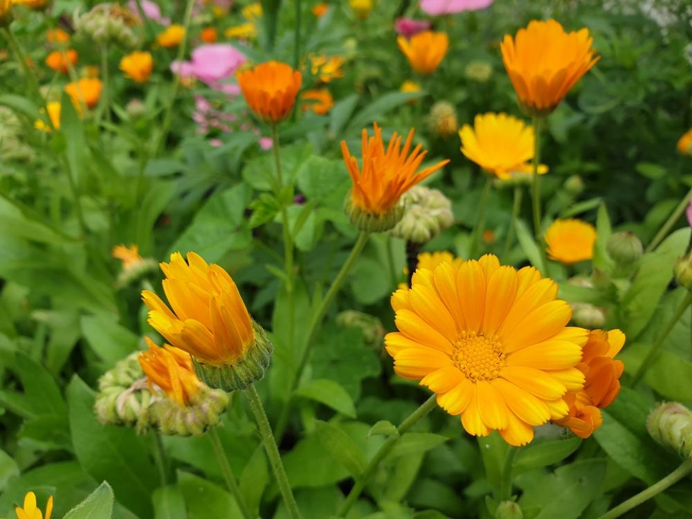 Flowers Nature Bloom Garden Spring Colorful Bed Flowers Nature Bloom Garden Spring Colorful Bed