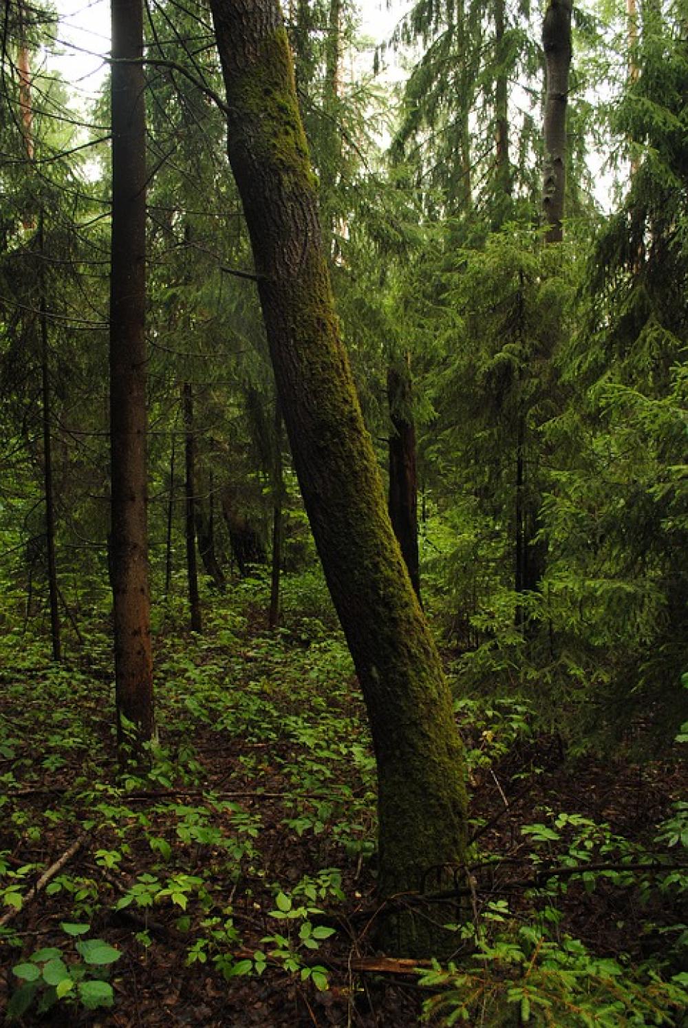 Foliage Forest Forests Trees Nature Landscape Foliage Forest Forests Trees Nature Landscape