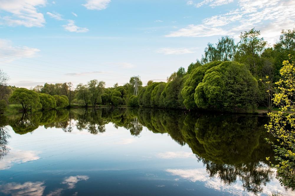 Forest Landscape Forests Nature Trees Green Light Forest Landscape Forests Nature Trees Green Light