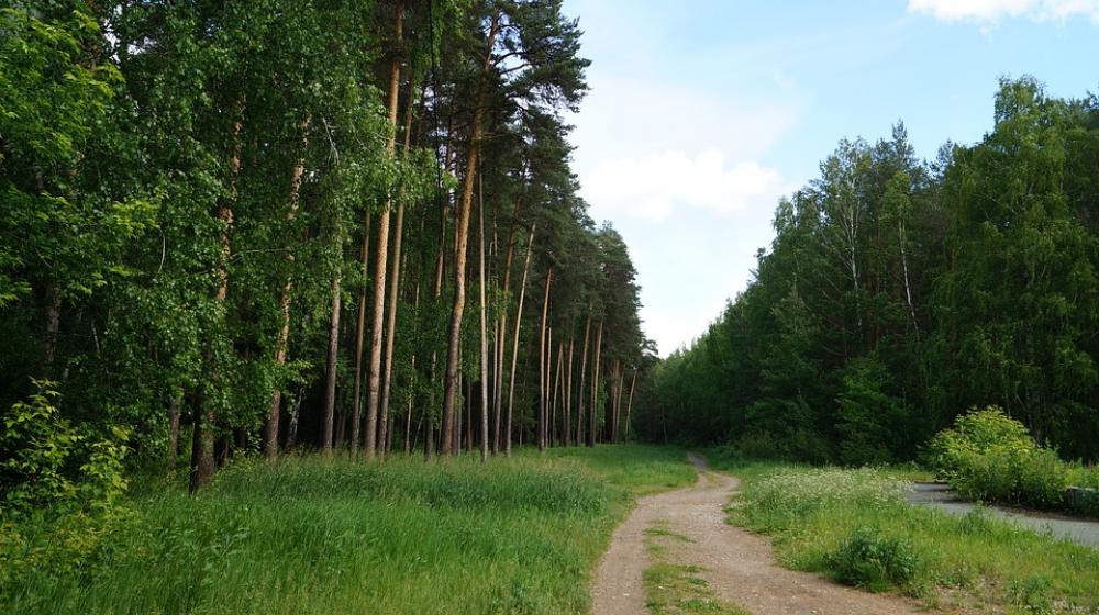 Forest City Trail Road Landscape Trees Sky Forest City Trail Road Landscape Trees Sky