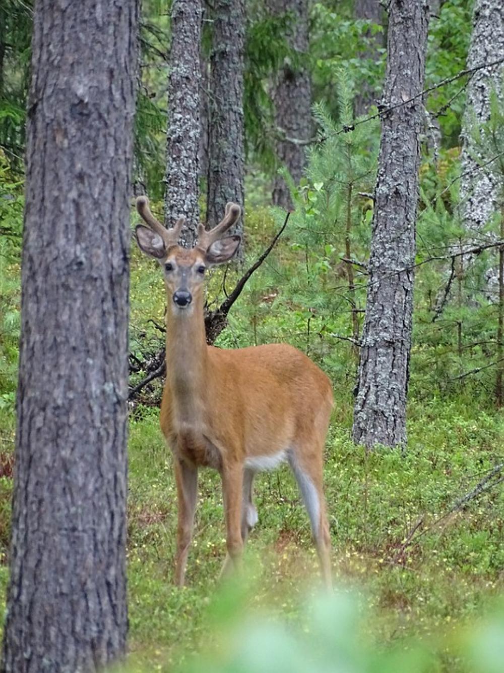 Forest Deer Finnish Summer Landscape Green Forest Deer Finnish Summer Landscape Green