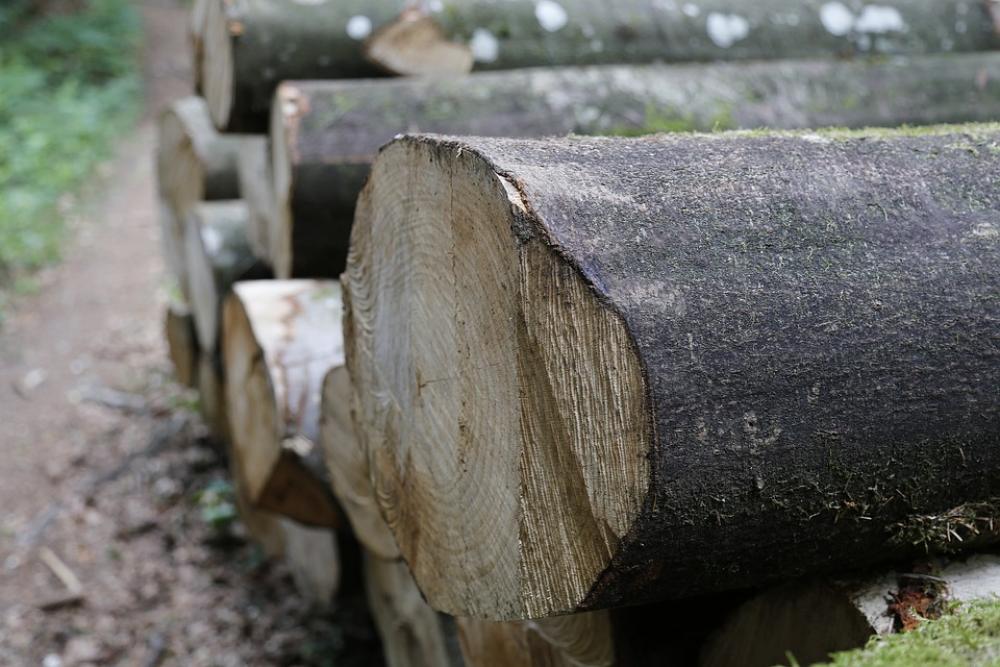 Forest Wood Forestry Holzschlag Tree Log Forest Wood Forestry Holzschlag Tree Log