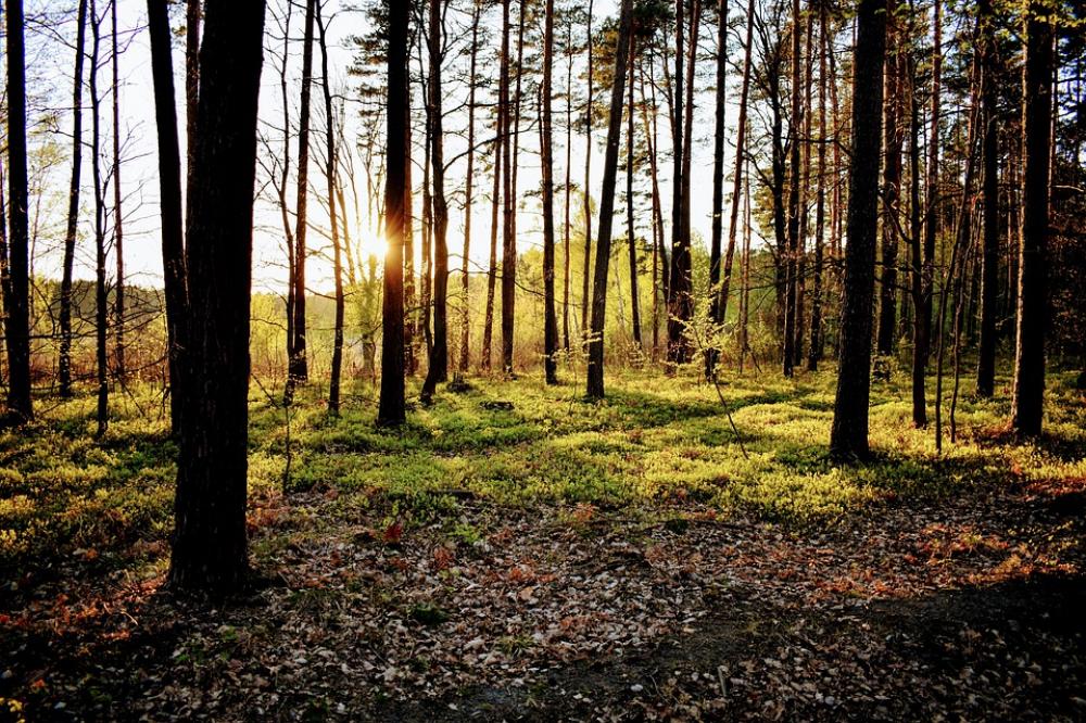 Forest Nature West Tree Forest Nature West Tree