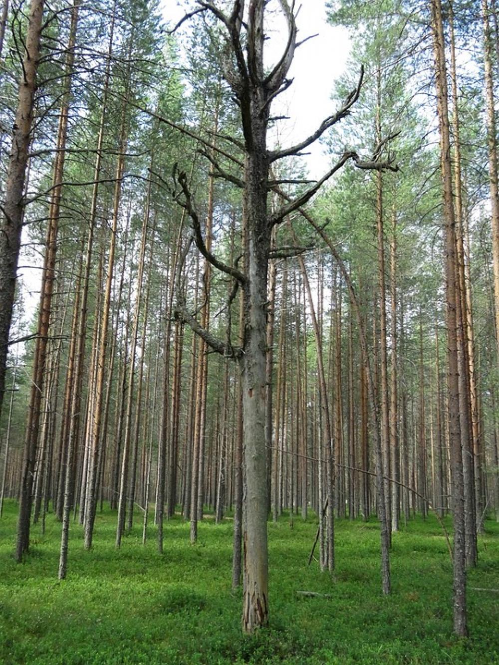 Forest Pine Trees Dried Landscape Evergreen Forest Pine Trees Dried Landscape Evergreen