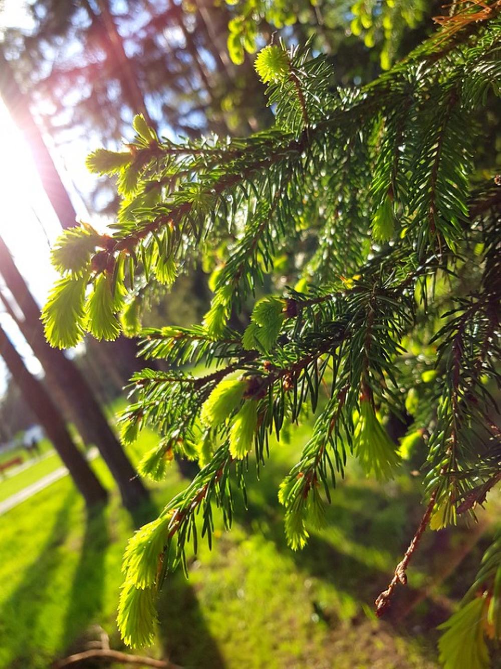 Forest Nature Stroll Greens Spruce Forest Nature Stroll Greens Spruce