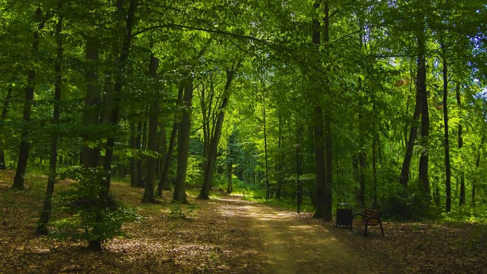 Forest Park Summer Landscape Tree Forests Green Forest Park Summer Landscape Tree Forests Green