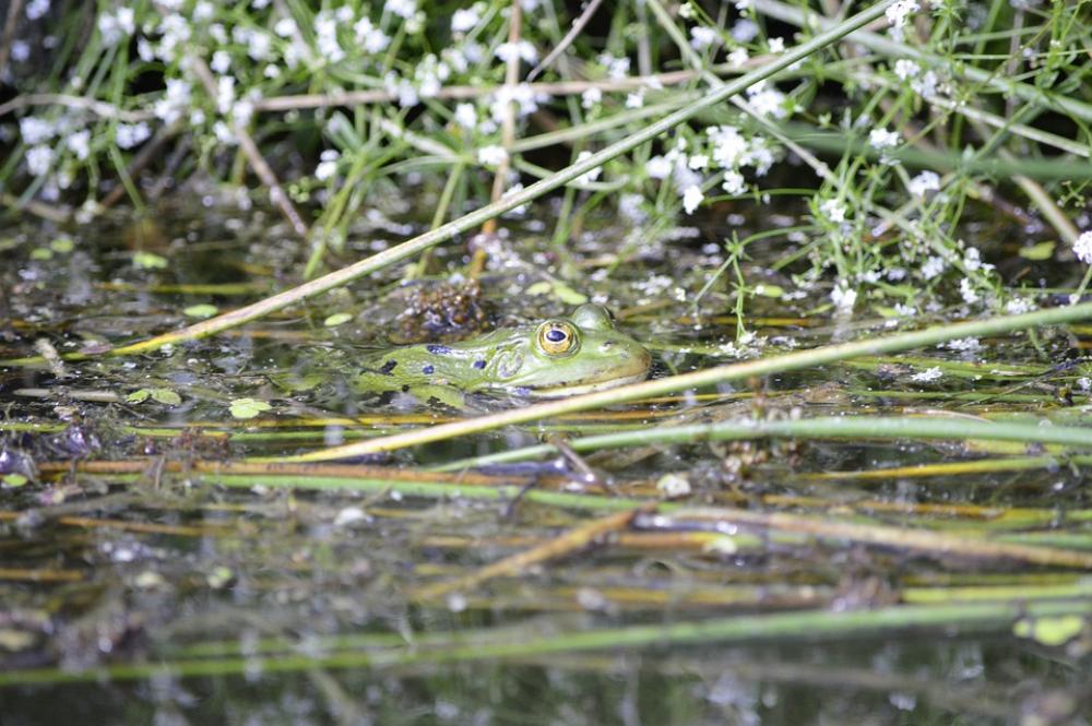 Frog Pond Animal Water Water Frog Frog Pond High Frog Pond Animal Water Water Frog Frog Pond High