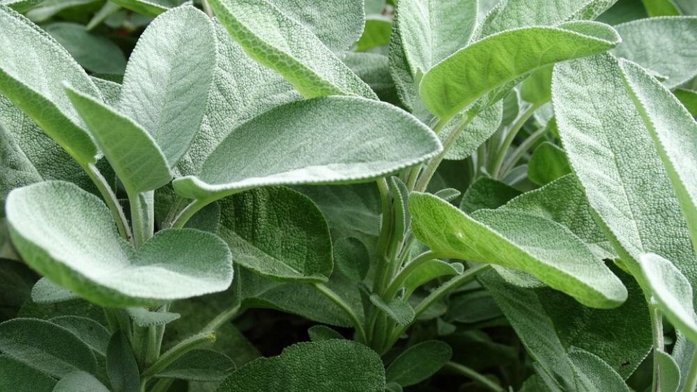 Garden Sage Medicinal Plant Plant Green Lamiaceae Garden Sage Medicinal Plant Plant Green Lamiaceae
